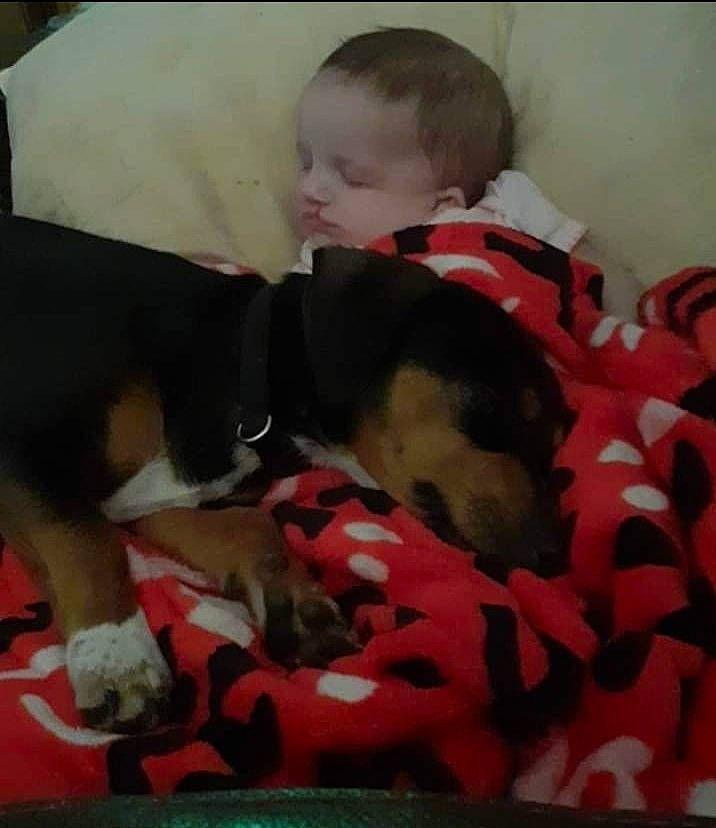 Savanna is registered to the contest to win money with this photo: canidae, carnivore, dog, dog_breed, fawn, nap, person, puppy, puppy_love