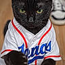 black_cat, cat, pet, animal, indoor, baseball_jersey, clothing, sportswear, green_eyes, wooden_floor, paws, standing, cute, portrait, closeup, feline, domestic_cat, apparel, footwear, human_foot