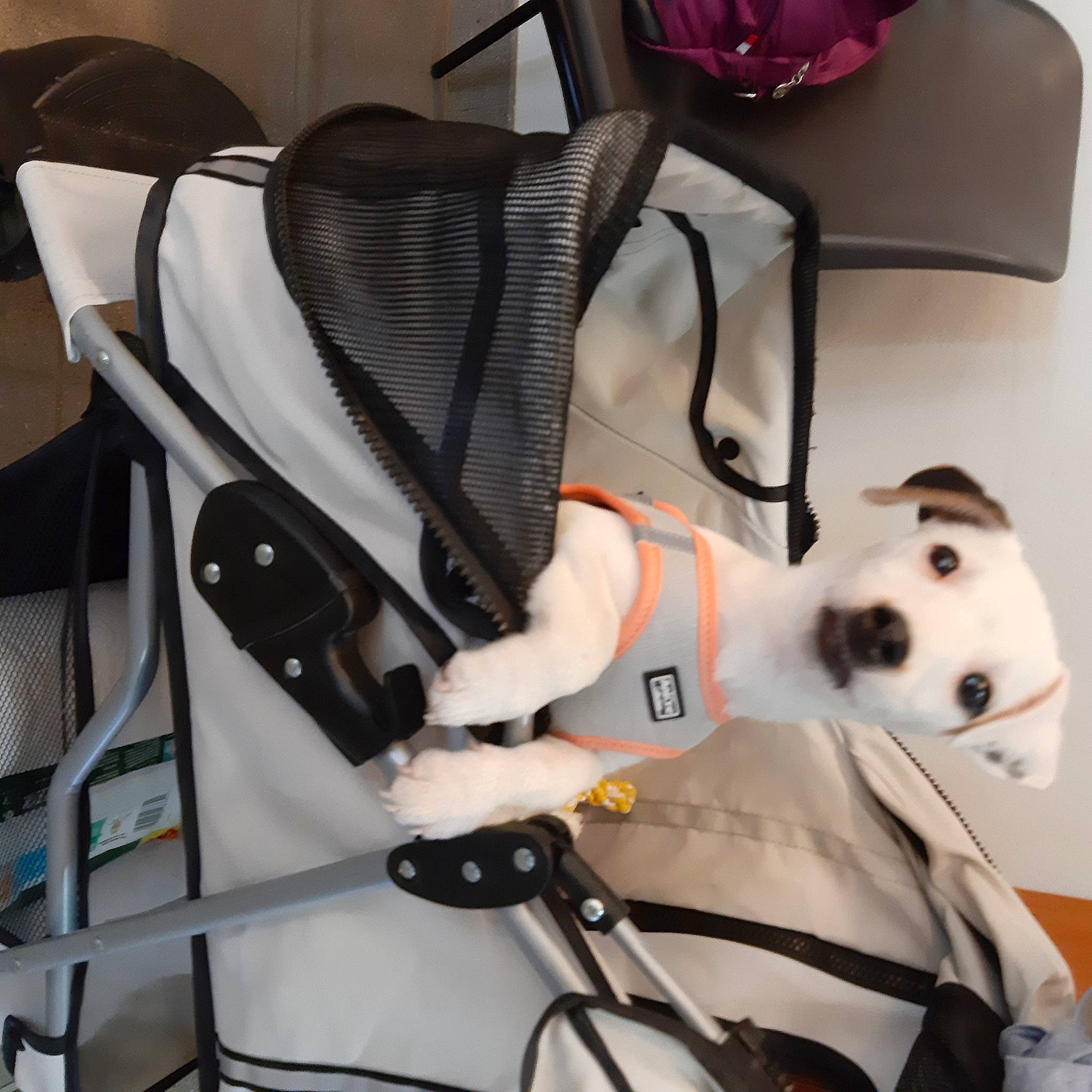 Tana a rejoint le concours — aidez-le/la à gagner de superbes lots ! auto_part, automotive_design, baby_carriage, baby_products, bag, carnivore, chair, collar, comfort, companion_dog, dalmatian, dog, fashion_accessory, fawn, luggage_and_bags, personal_protective_equipment, product, toy, white, working_animal