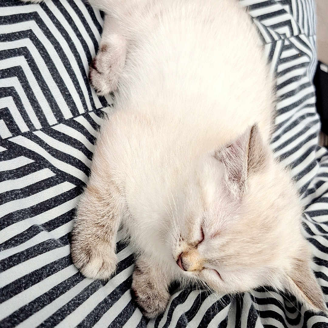 Ruby participe au concours pour gagner de l'argent avec cette photo : animal, bed, cat, cozy, cute, fur, indoor, kitten, nap, pattern, paws, peaceful, pet, relaxation, resting, sleeping, soft, striped_blanket, whiskers, young_cat