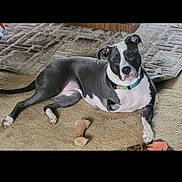 Indica joined the competition — help win amazing prizes! dog, canine, pet, lying_down, carpet, rug, toy, indoor, floor, collar, animal, mammal, relaxed, laying, domestic_animal, brown, patterned_rug, wooden_furniture, grey, white