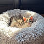 kitten, cat, pet_bed, fluffy, sunlight, window, indoor, fur, animal, cute, tabby, young, relaxing, wood_floor, cozy, curious, ears, eyes, resting, soft