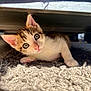 kitten, cat, pet, animal, curious, carpet, indoor, furniture, cute, young, fur, whiskers, ears, eyes, pink_nose, playing, home, light, shadow, adorable