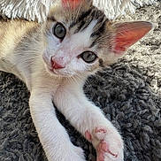 Milo a rejoint le concours — aidez-le/la à gagner de superbes lots ! kitten, cat, close_up, pet, animal, fur, whiskers, pink_paws, gray_rug, white_blanket, cute, young_cat, indoor, soft_light, relaxed, sleepy, domestic_animal, feline, portrait, cozy