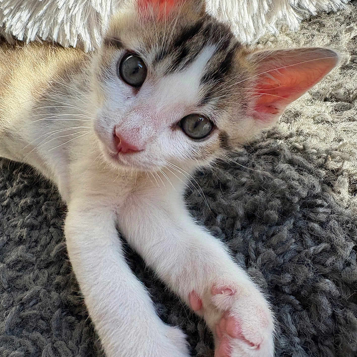 Milo a rejoint le concours — aidez-le/la à gagner de superbes lots ! animal, cat, close_up, cozy, cute, domestic_animal, feline, fur, gray_rug, indoor, kitten, pet, pink_paws, portrait, relaxed, sleepy, soft_light, whiskers, white_blanket, young_cat