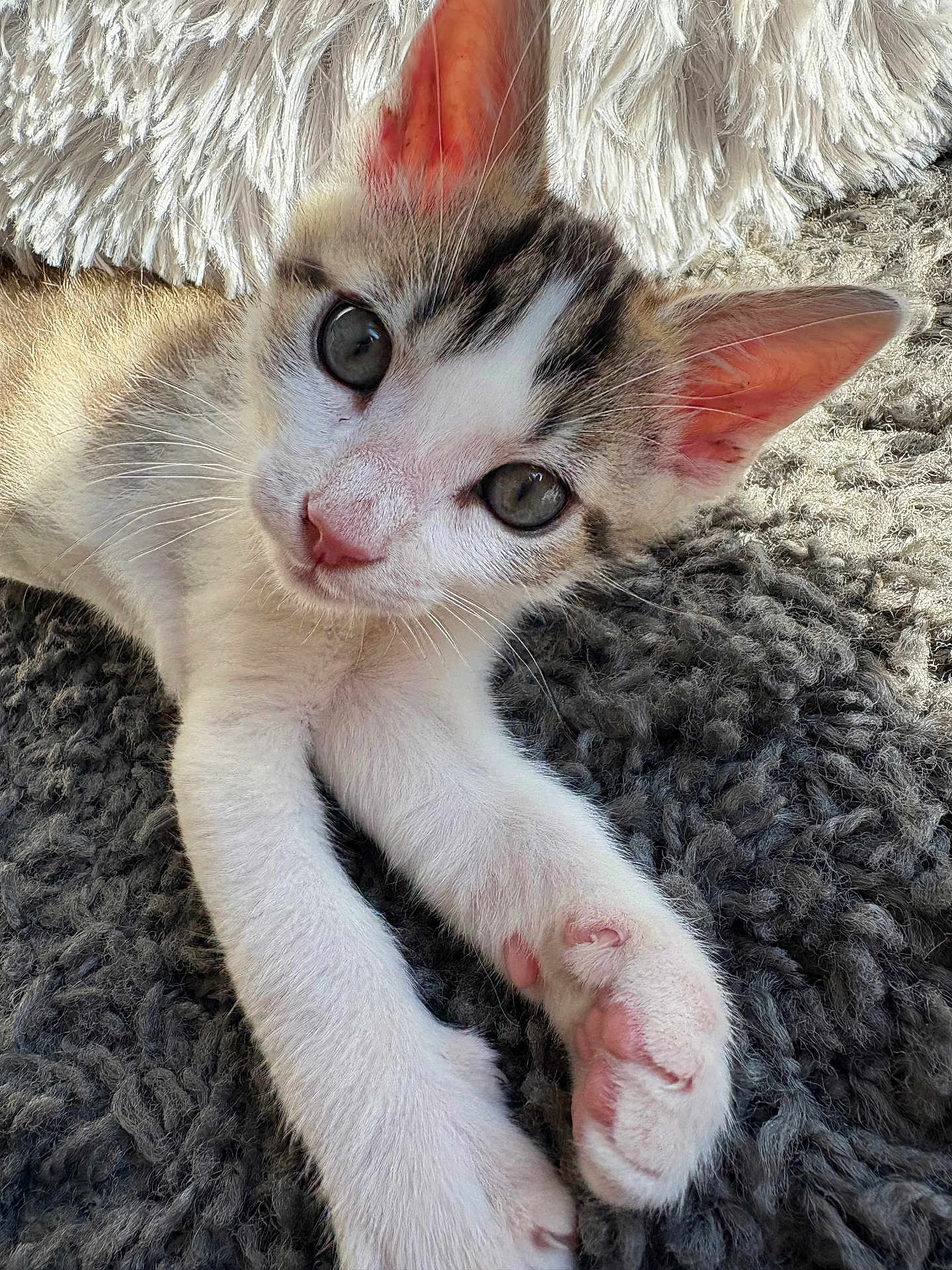 Milo