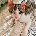 Caitline H.