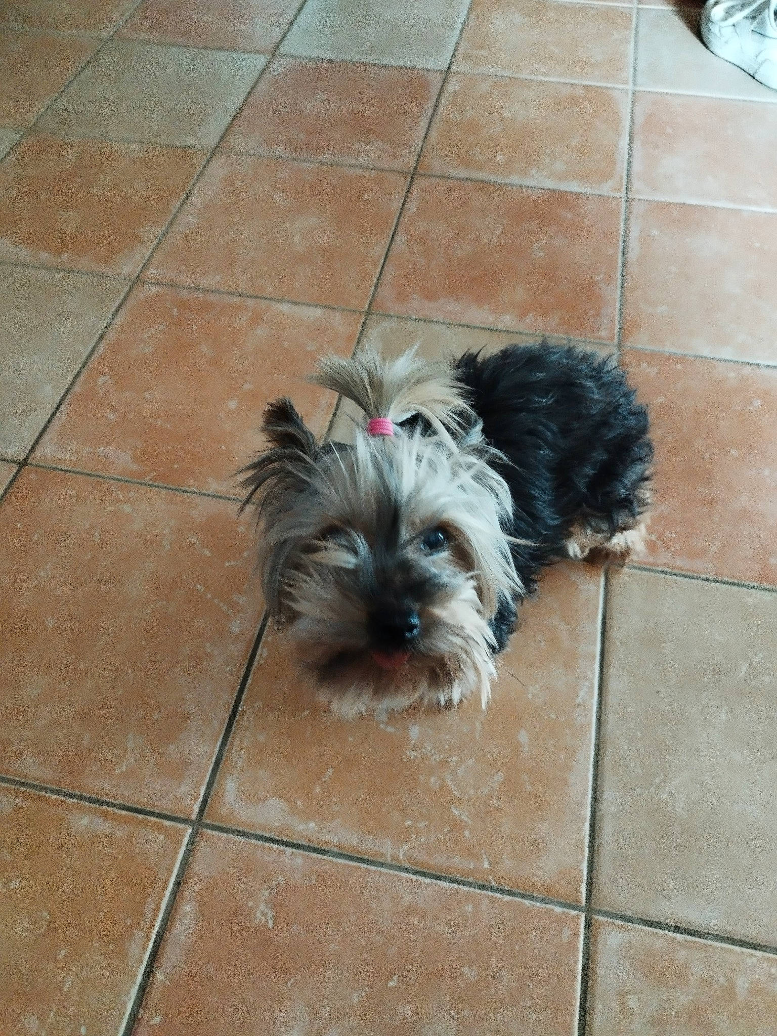 Guess a rejoint le concours — aidez-le/la à gagner de superbes lots ! canidae, carnivore, companion_dog, concrete, dog, dog_breed, flagstone, floor, flooring, fur, grey, liver, road_surface, sidewalk, small_terrier, snout, sporting_group, terrier, toy_dog, working_animal