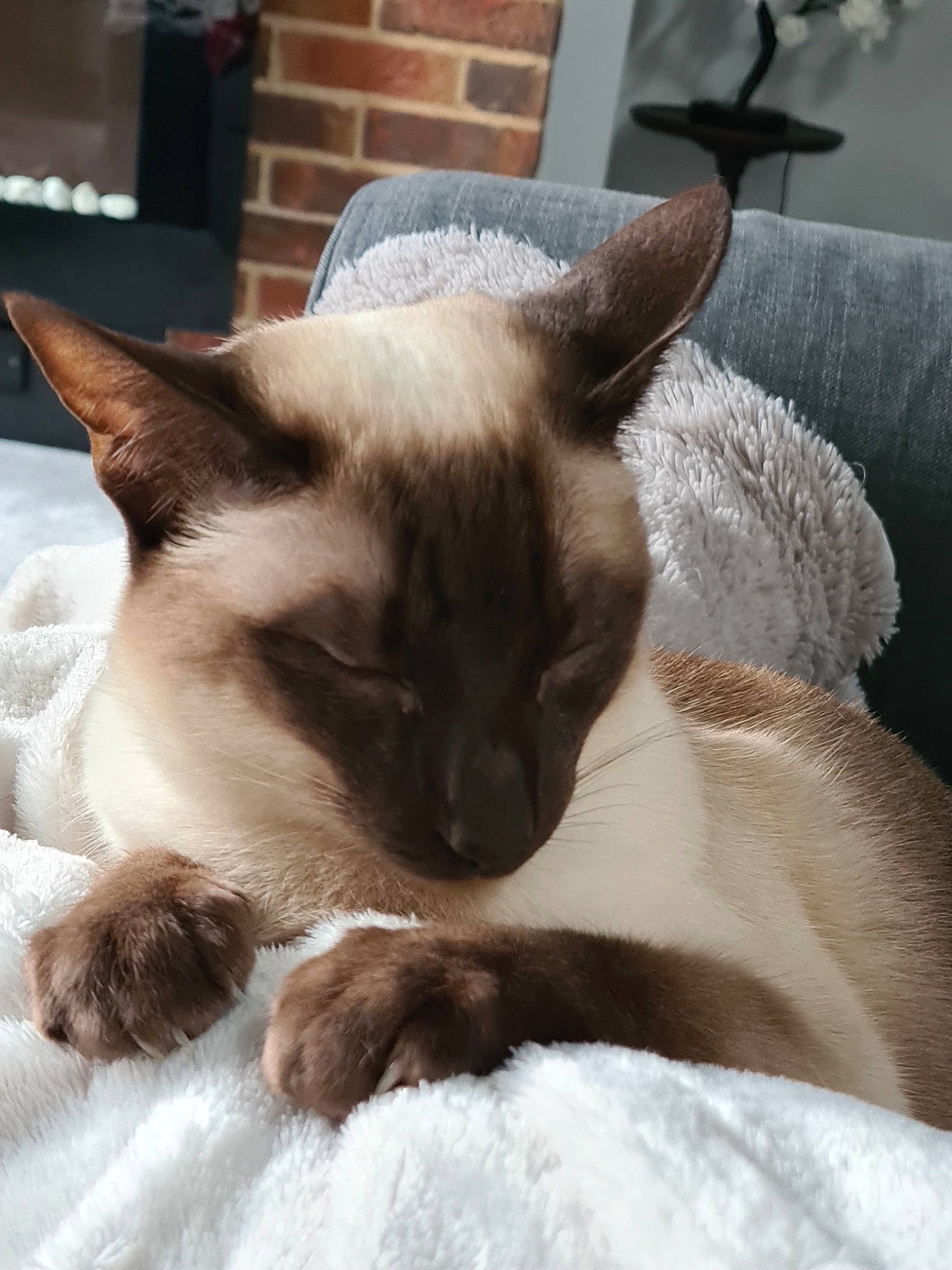 Tabitha is registered to the contest to win money with this photo: carnivore, cat, comfort, fawn, felidae, fur, siamese, small_to_medium_sized_cats, snout, tail, terrestrial_animal, whiskers