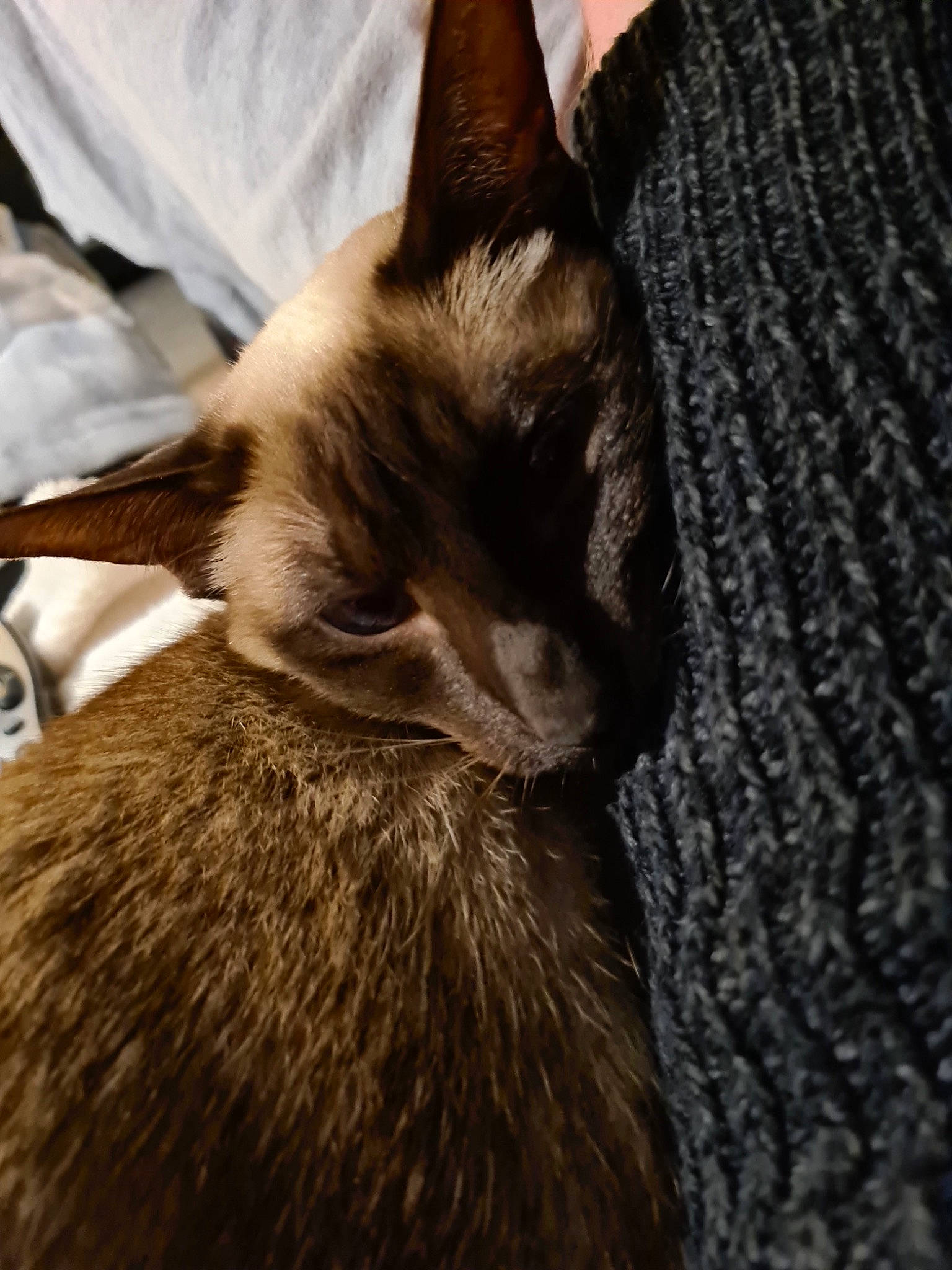 Tabitha joined the competition — help win amazing prizes! balinese, brown, carnivore, cat, fawn, felidae, fur, liver, siamese, small_to_medium_sized_cats, snout, tail, terrestrial_animal, whiskers, wildlife, wood, woven_fabric