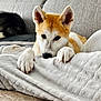 dog, puppy, blanket, couch, fur, ears, paws, face, indoor, pet, relaxing, cozy, animal, mammal, sleeping_cat, home, soft, cute, companion, resting