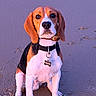 beagle, dog, pet, animal, portrait, sitting, outdoor, pavement, collar, dog_tag, brown_and_white, floppy_ears, black_nose, facial_markings, front_facing, serious_expression, leash, ground, daylight, photography