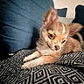 animal, blanket, blue_couch, brown_dog, companion, couch, cozy, cute, dog, ears, eyes, fluffy, fur, home, indoor, patterned_blanket, pet, puppy, resting, small_dog