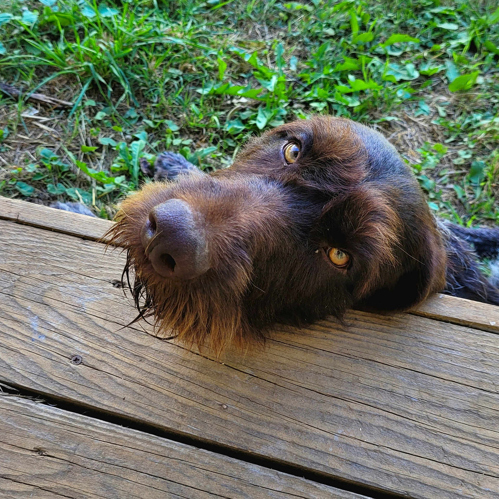 Thyrion participe au concours pour gagner de l'argent avec cette photo : animal, beard, brown_fur, canine, close_up, curious, daylight, dog, eyes, face, fur, grass, looking_up, nature, outdoor, pet, portrait, resting, snout, wooden_deck