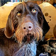 Thyrion participe au concours pour gagner de l'argent avec cette photo : dog, brown_dog, close_up, pet, animal, indoor, wooden_background, fur, beard, ears, face, portrait, looking, cute, mammal, companion, domestic_animal, whiskers, snout, expression