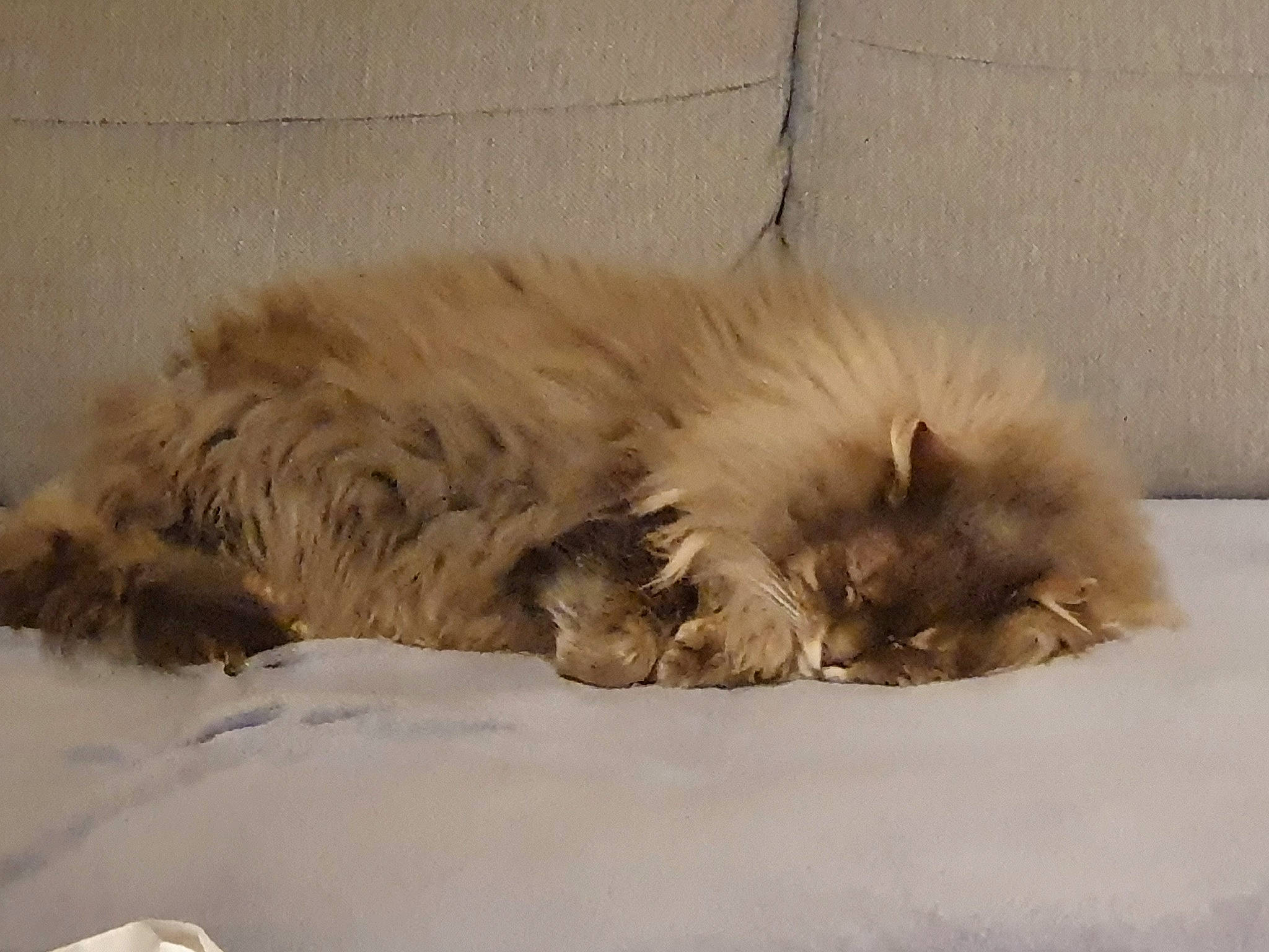 Joséphine a rejoint le concours — aidez-le/la à gagner de superbes lots ! canidae, carnivore, claw, comfort, companion_dog, dog_breed, fawn, felidae, fur, nap, paw, ragdoll, sleep, small_to_medium_sized_cats, snout, snow, sporting_group, terrestrial_animal, whiskers, wildlife