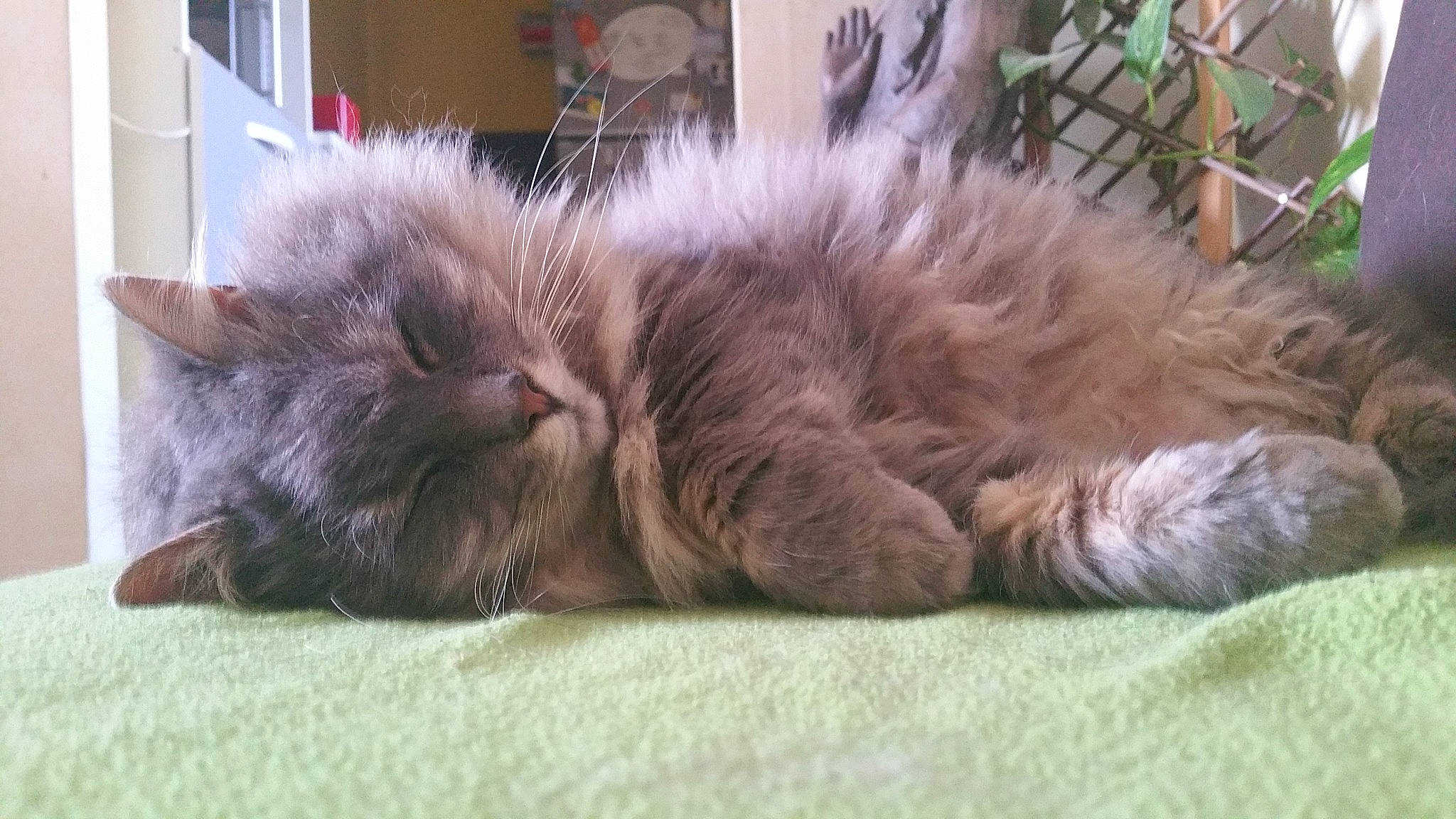 Joséphine participe au concours pour gagner de l'argent avec cette photo : british_longhair, carnivore, cat, claw, comfort, fawn, felidae, flooring, fur, grass, liver, natural_material, paw, plant, ragdoll, small_to_medium_sized_cats, snout, tail, terrestrial_animal, whiskers