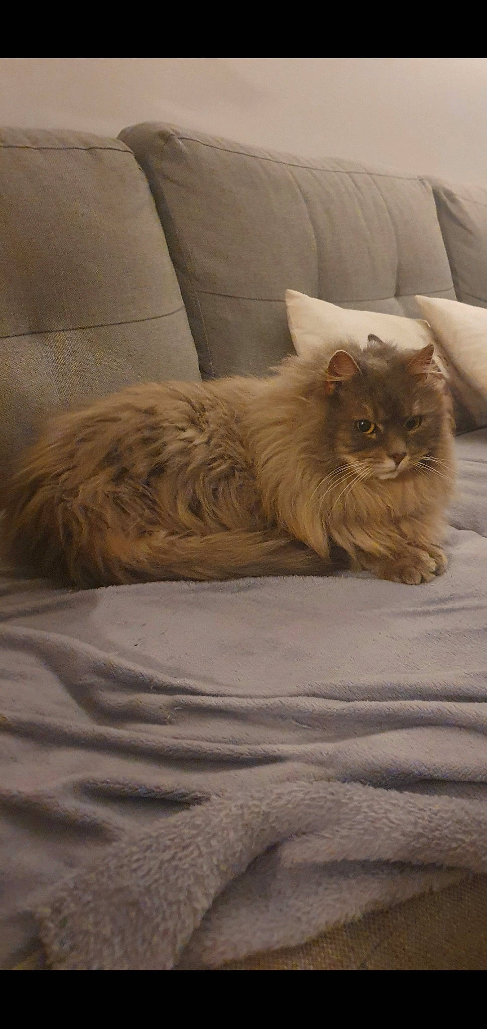 Joséphine participe au concours pour gagner de l'argent avec cette photo : bedding, carnivore, cat, comfort, couch, fawn, felidae, fur, grey, hardwood, nap, paw, sitting, small_to_medium_sized_cats, snout, tail, terrestrial_animal, whiskers, window, wood