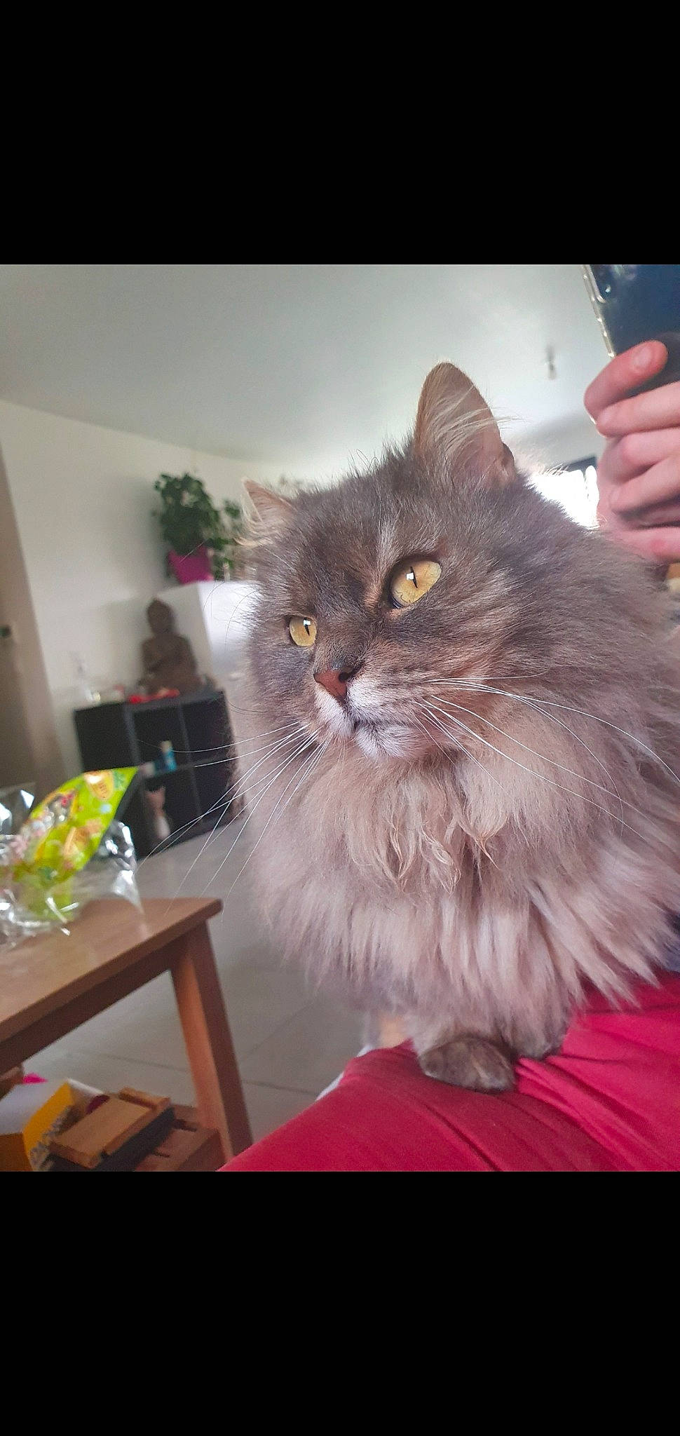 Joséphine participe au concours pour gagner de l'argent avec cette photo : british_longhair, carnivore, cat, claw, desk, eye, fawn, felidae, fur, paw, persian, plant, ragdoll, small_to_medium_sized_cats, snout, table, tableware, tail, whiskers, window