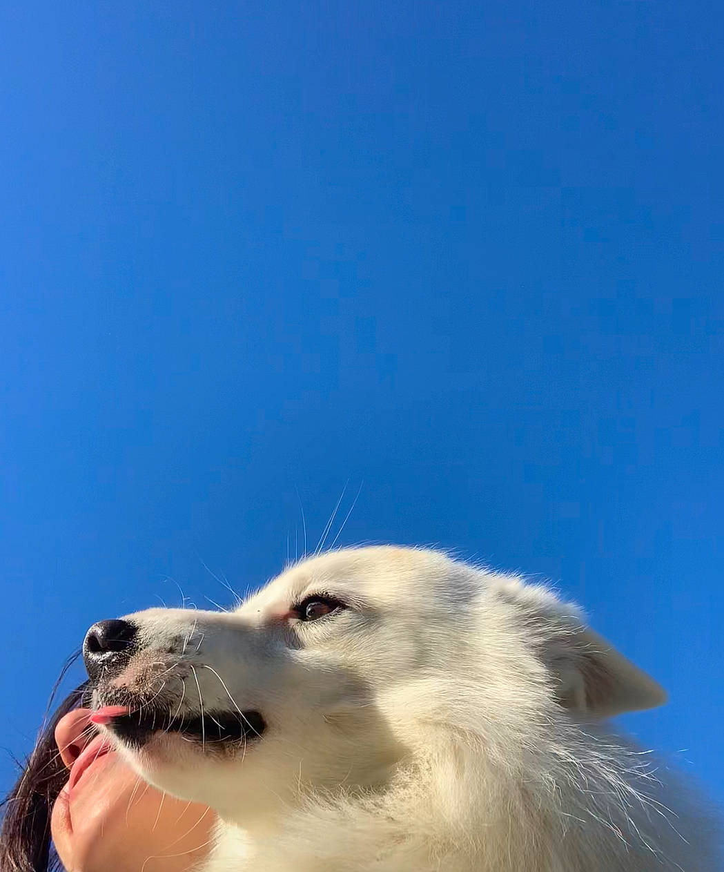 Nuage participe au concours pour gagner de l'argent avec cette photo : canidae, carnivore, companion_dog, cumulus, dog, dog_breed, foam, fur, non_sporting_group, ocean, paw, sky, snout, terrestrial_animal, watch, whiskers, wildlife, wind