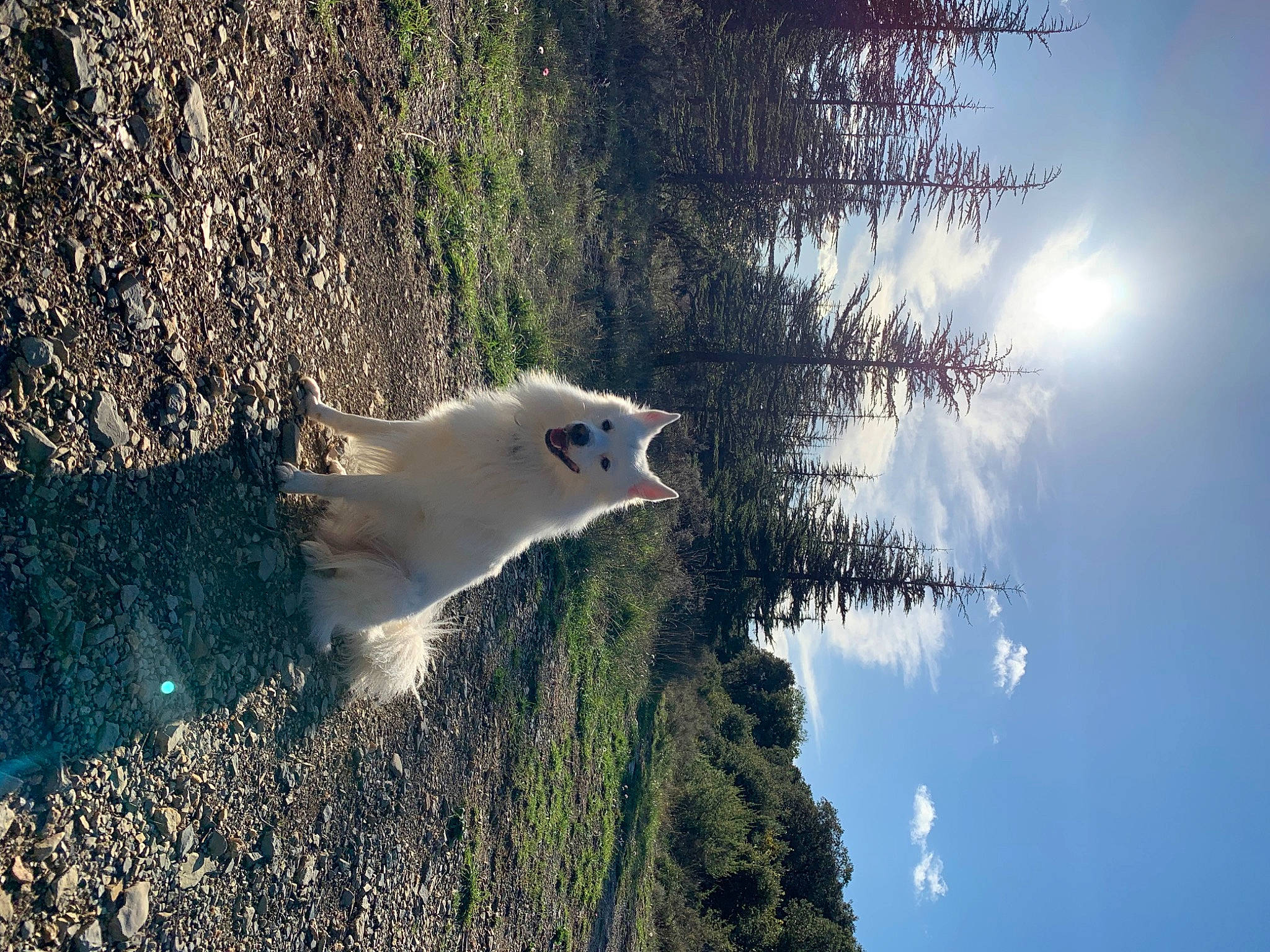 Nuage participe au concours pour gagner de l'argent avec cette photo : cloud, cumulus, freezing, frost, grass, landscape, natural_landscape, nature, plant, reflection, sky, sunlight, tail, tree, trunk, twig, water, wildlife, winter, wood
