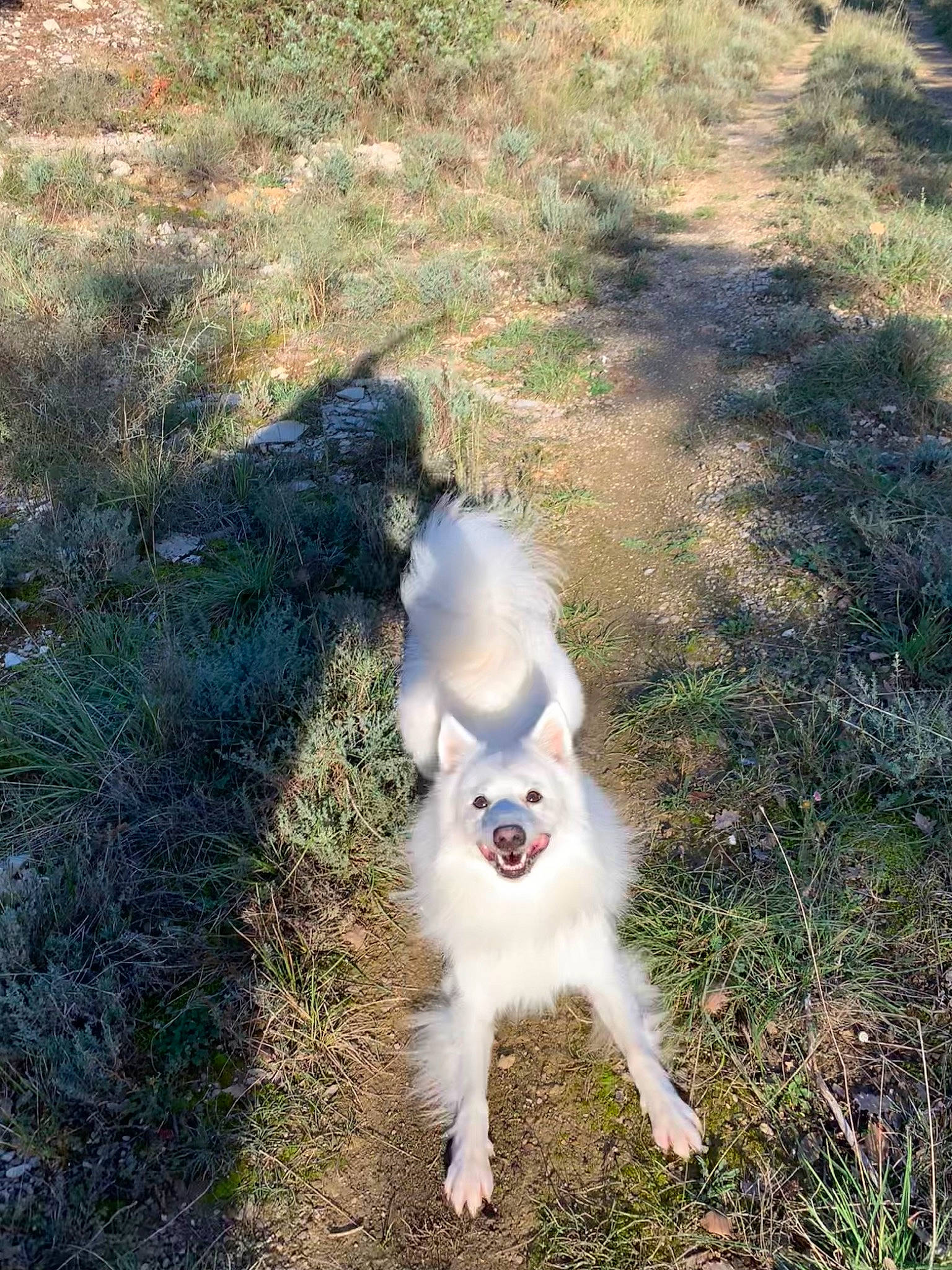 Nuage a rejoint le concours — aidez-le/la à gagner de superbes lots ! canidae, carnivore, companion_dog, dog, dog_breed, fawn, fur, german_spitz, german_spitz_klein, german_spitz_mittel, grass, indian_spitz, japanese_spitz, kuvasz, plant, samoyed, spitz, sporting_group, tail, volpino_italiano