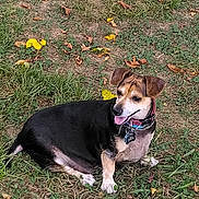 Angel is registered to the contest to win money with this photo: dog, animal, pet, grass, outdoor, canine, tongue_out, collar, tag, ears, sitting, nature, leaf, ground, happy, cute, fur, mammal, small_dog, daytime