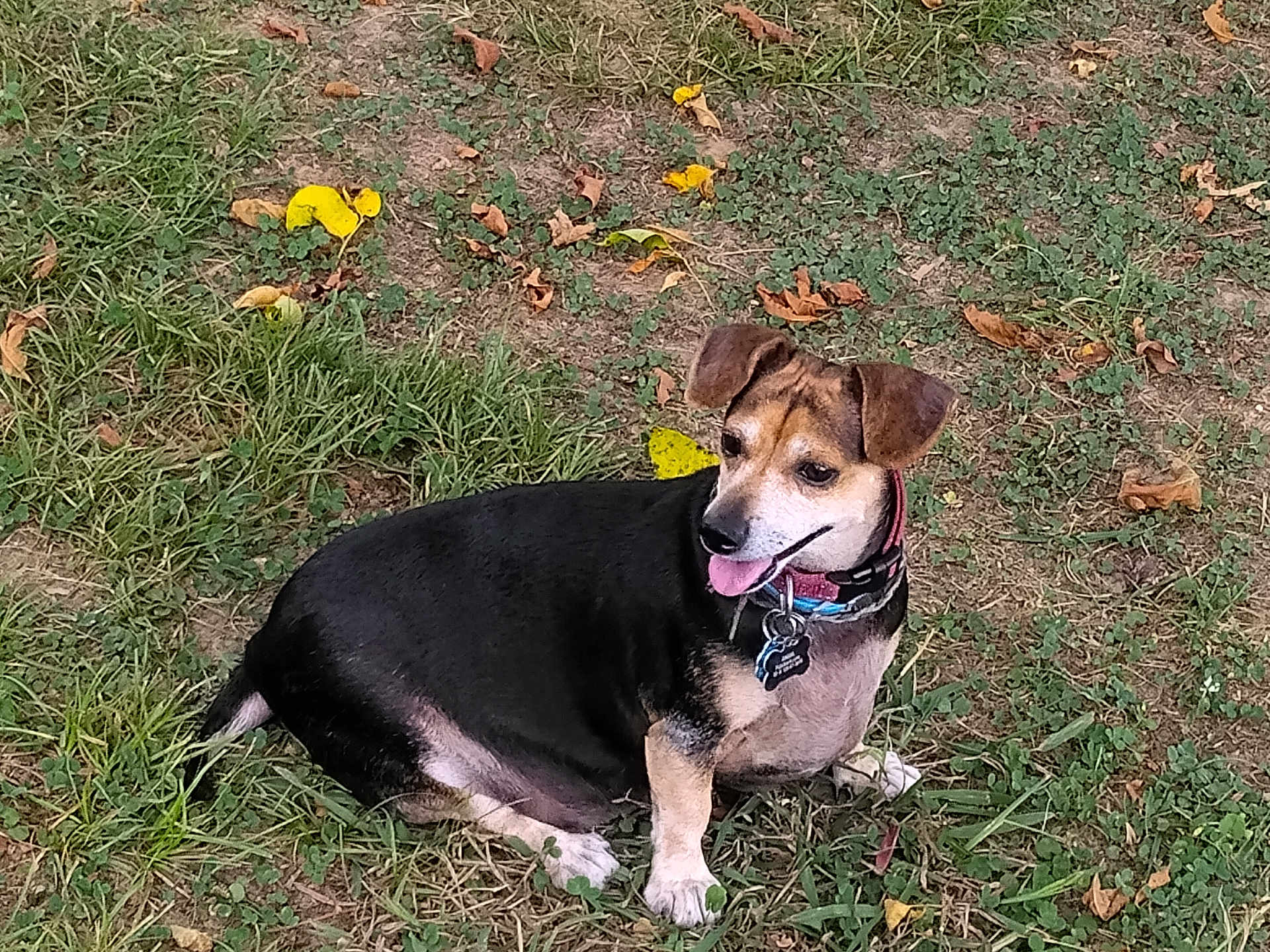 Angel is registered to the contest to win money with this photo: dog, animal, pet, grass, outdoor, canine, tongue_out, collar, tag, ears, sitting, nature, leaf, ground, happy, cute, fur, mammal, small_dog, daytime