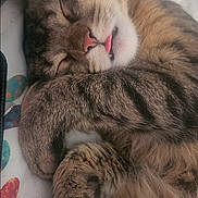 Dakit is registered to the contest to win money with this photo: cat, tabby, sleeping, tongue_out, paw, fur, cute, pet, domestic_animal, relaxed, indoor, close_up, whiskers, face, nose, claws, bed, blanket, cozy, resting