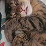 cat, tabby, sleeping, tongue_out, paw, fur, cute, pet, domestic_animal, relaxed, indoor, close_up, whiskers, face, nose, claws, bed, blanket, cozy, resting