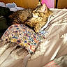 Dakit joined the competition — help win amazing prizes! cat, kitten, bed, blanket, fluffy, tabby, animal, cute, resting, sleeping, soft, colorful, floral_pattern, fabric, cozy, indoor, fur, pet, relaxation, comfort