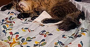 Dakit is registered to the contest to win money with this photo: cat, sleeping, bed, blanket, remote_control, pill_bottle, fluffy, indoor, relaxed, furniture, wooden_post, clothing, door, room, comfort, resting, domestic, animal, patterned_bedspread, casual