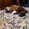 cat, sleeping, bed, blanket, remote_control, pill_bottle, fluffy, indoor, relaxed, furniture, wooden_post, clothing, door, room, comfort, resting, domestic, animal, patterned_bedspread, casual