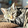 cat, tabby, pet, animal, feline, sleeping, resting, blanket, soft_texture, sunlight, indoor, cozy, whiskers, ears, closeup, yellow_eyes, fur, striped, relaxation, blurred_background