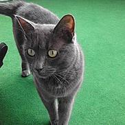 Chouquette participe au concours pour gagner de l'argent avec cette photo : animal, background_wall, cat, close_up, curious, domestic_cat, ears, feline, floor, four_legs, fur, gray_cat, green_carpet, indoor, looking_away, pet, tail, walking, whiskers, yellow_eyes