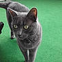animal, background_wall, cat, close_up, curious, domestic_cat, ears, feline, floor, four_legs, fur, gray_cat, green_carpet, indoor, looking_away, pet, tail, walking, whiskers, yellow_eyes