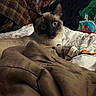 Trouble is registered to the contest to win money with this photo: cat, siamese, bed, blanket, toy, indoor, pet, animal, fur, whiskers, ears, curious, looking, cozy, domestic, feline, sleeping_area, fabric, clutter, room