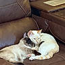 cat, cats, feline, snuggling, couch, leather_couch, brown_couch, pet, animal, sleeping, resting, cute, domestic_animal, two_cats, fur, whiskers, ears, tail, cozy, companionship