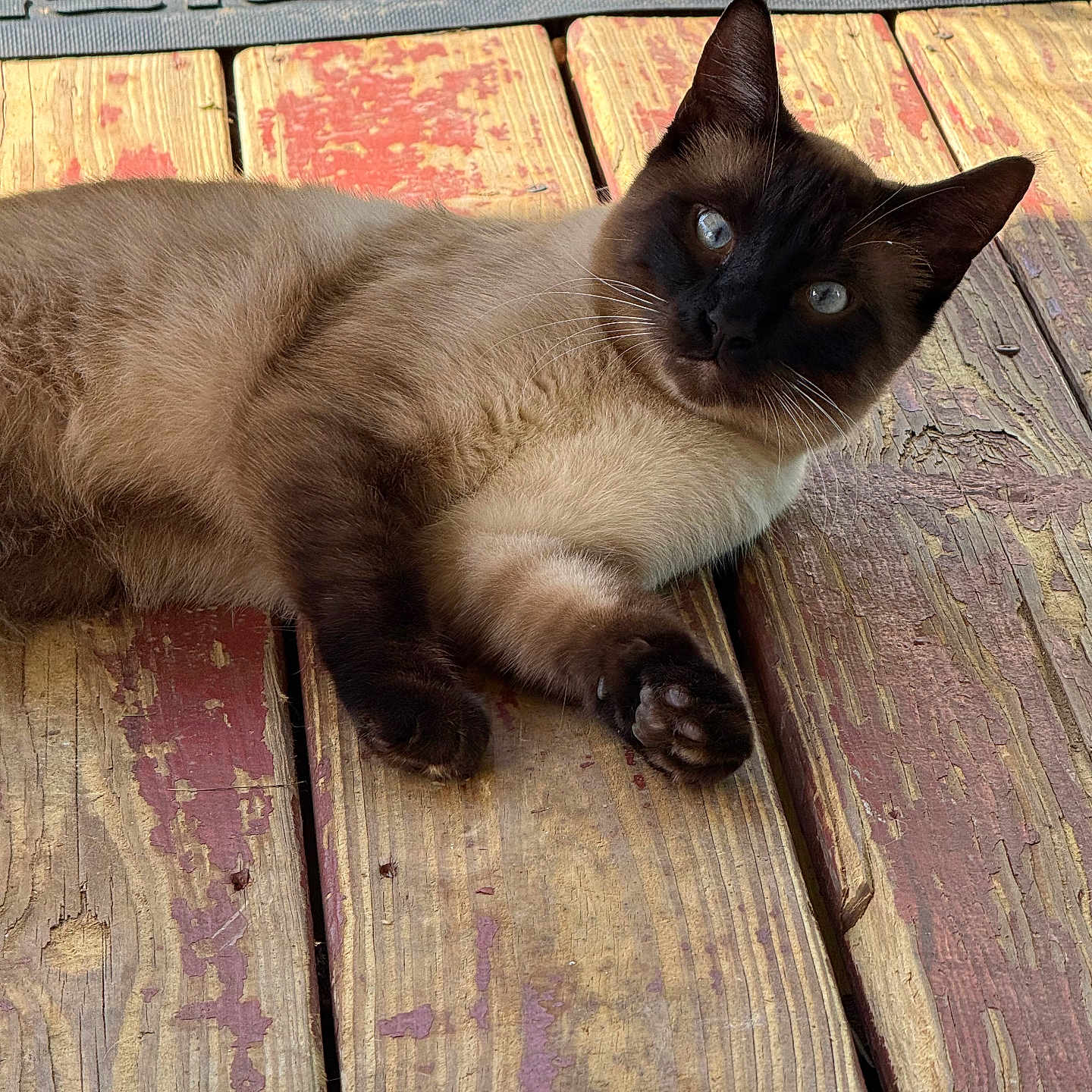 Trouble is registered to the contest to win money with this photo: cat, siamese_cat, animal, pet, blue_eyes, wooden_deck, outdoor, feline, relaxed, lying_down, close_up, whiskers, fur, paw, ears, nature, sunlight, texture, curious, domestic_animal