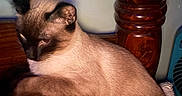 Trouble is registered to the contest to win money with this photo: cat, siamese_cat, person, face, head, indoor, bedpost, brown_fur, closeup, pet, animal, resting, feline, looking_away, human, skin, portrait, relaxing, furniture, home