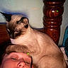cat, siamese_cat, person, face, head, indoor, bedpost, brown_fur, closeup, pet, animal, resting, feline, looking_away, human, skin, portrait, relaxing, furniture, home