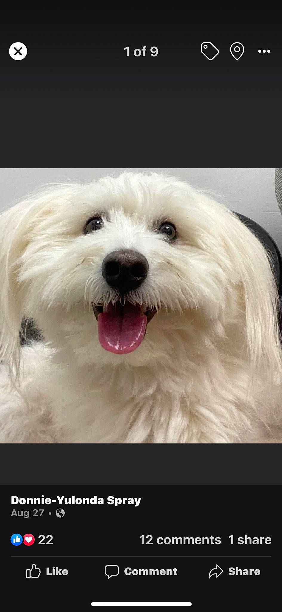 Max is registered to the contest to win money with this photo: canidae, carnivore, collar, companion_dog, dog, dog_breed, eye, fashion_accessory, fur, happy, maltepoo, non_sporting_group, plant, small_terrier, snout, sporting_group, toy_dog, working_animal