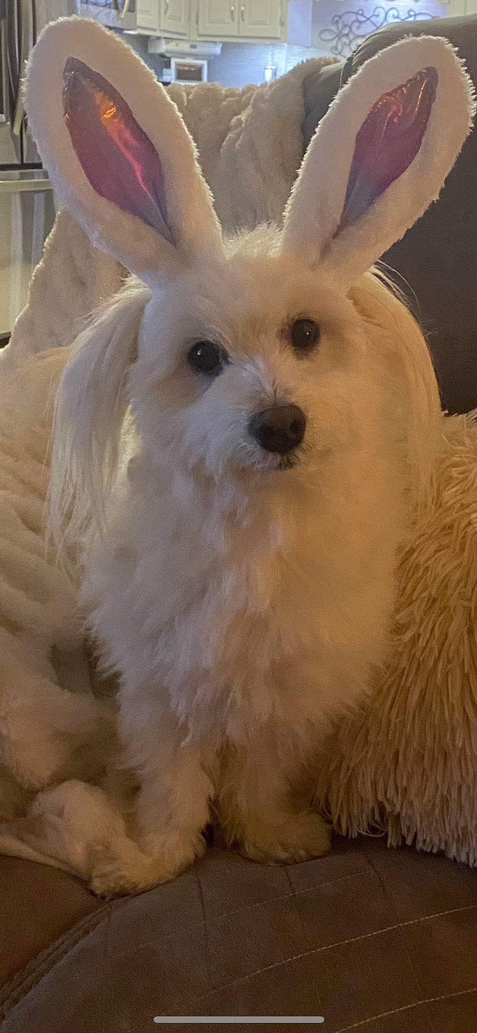 Max is registered to the contest to win money with this photo: carnivore, companion_dog, dog_breed, ear, event, fur, head, holiday, rabbits_and_hares, snout, tail, terrestrial_animal, whiskers, working_animal