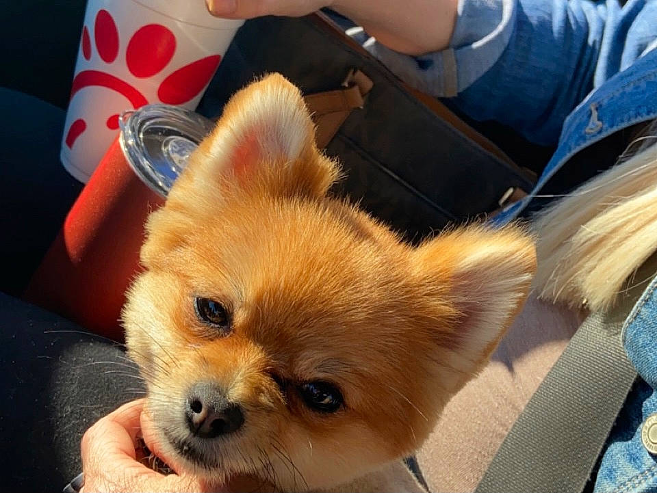 Versace is registered to the contest to win money with this photo: ancient_dog_breeds, canidae, carnivore, companion_dog, corgi_chihuahua, dog, dog_breed, fawn, fur, german_spitz, german_spitz_mittel, non_sporting_group, snout, spitz, sporting_group, terrestrial_animal, toy_dog, whiskers, working_animal