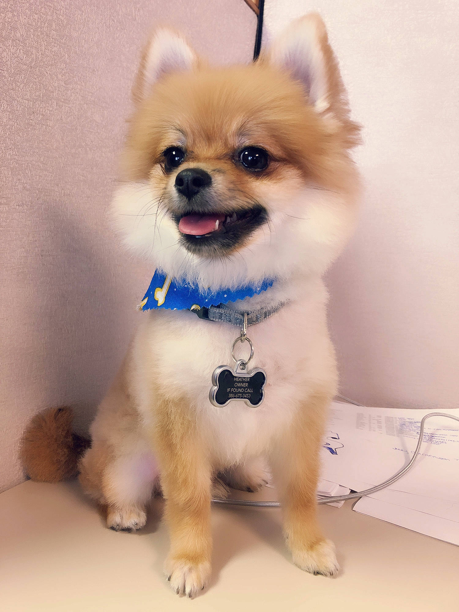 Versace is registered to the contest to win money with this photo: canidae, carnivore, chihuahua, collar, companion_dog, dog, dog_breed, dog_clothes, dog_collar, dog_supply, fawn, fur, german_spitz, leash, pet_supply, snout, sporting_group, toy_dog, whiskers, working_animal