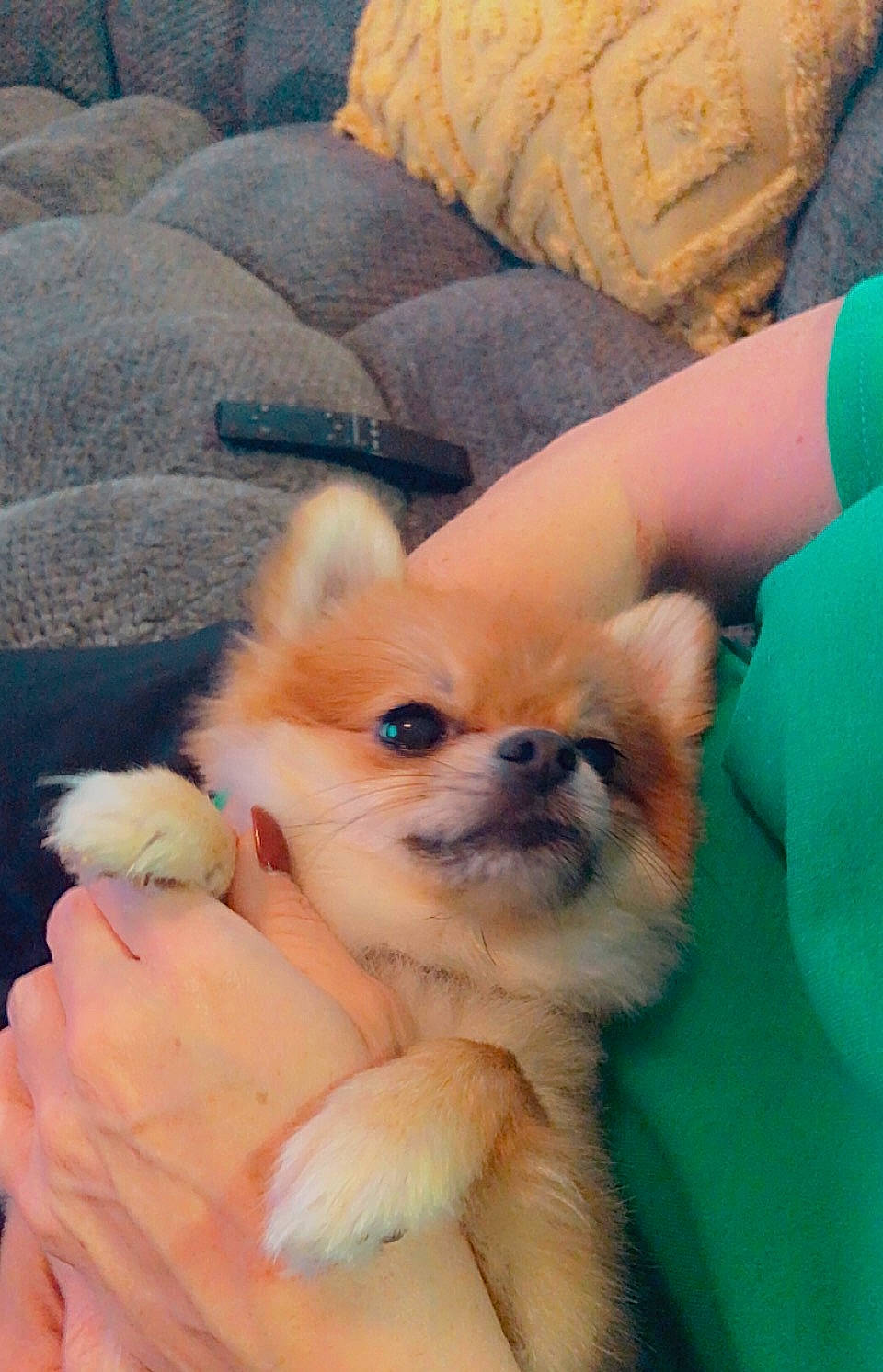 Versace joined the competition — help win amazing prizes! canidae, carnivore, chihuahua, comfort, companion_dog, dog, dog_breed, dog_supply, ear, fawn, finger, fur, mammal, nail, paw, spitz, sporting_group, toy_dog, whiskers, working_animal