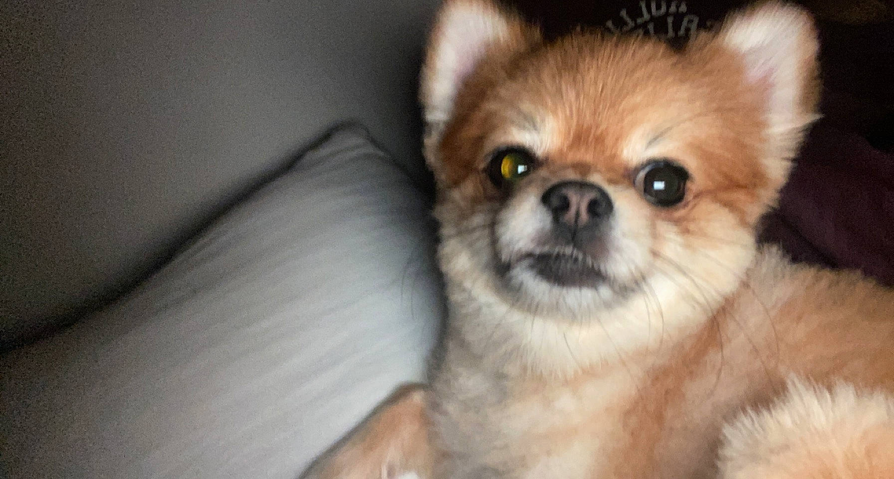 Versace is registered to the contest to win money with this photo: canidae, carnivore, close_up, companion_dog, dog, dog_breed, fawn, fur, liver, non_sporting_group, snout, sporting_group, terrestrial_animal, tibetan_spaniel, toy_dog, whiskers