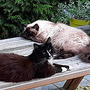 Galaxie Et Ramses a rejoint le concours — aidez-le/la à gagner de superbes lots ! cat, cats, animal, pets, outdoor, garden, picnic_table, plants, greenery, relaxing, fluffy_cat, black_and_white_cat, wood, nature, fur, whiskers, resting, summer, daylight, curious