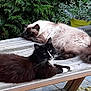 cat, cats, animal, pets, outdoor, garden, picnic_table, plants, greenery, relaxing, fluffy_cat, black_and_white_cat, wood, nature, fur, whiskers, resting, summer, daylight, curious