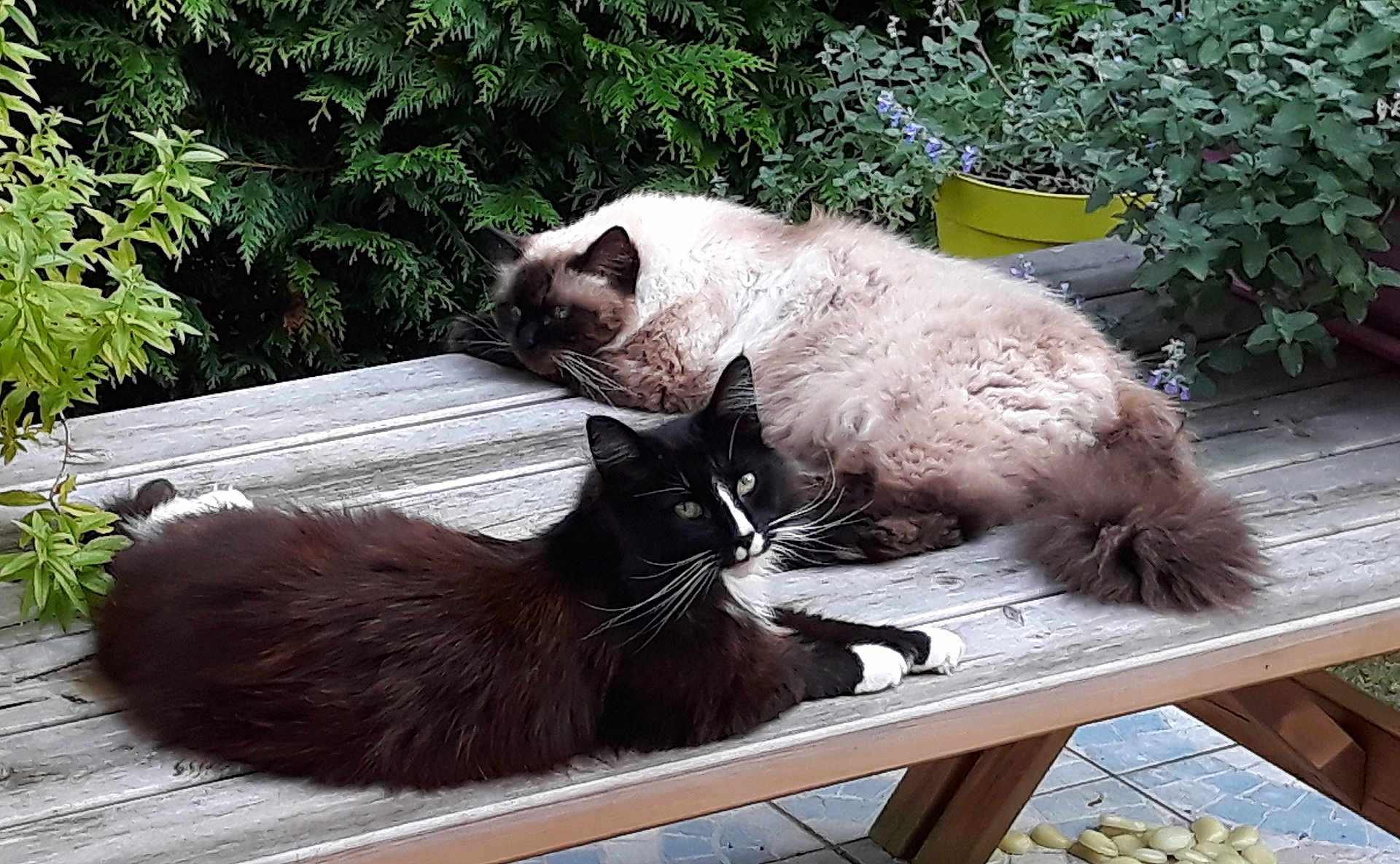 Galaxie Et Ramses